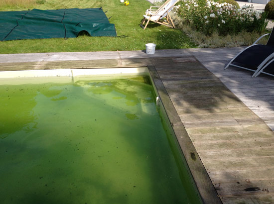 Piscine avec une eau verte
