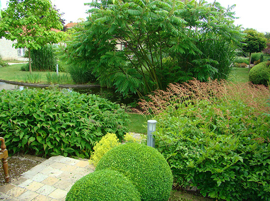 mise-en-scene-arbre-jardin-et-piscine